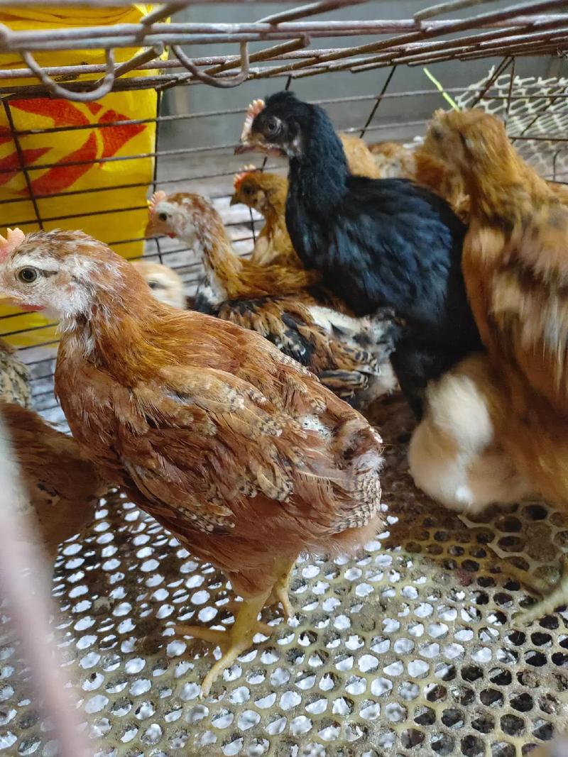 脱温肉鸡养殖技术视频有哪些关键要点？-图3