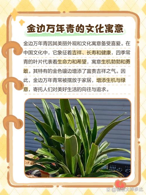 万年青老品种图片有何功效?-图3 万年青老品种图片有何功效?-图3