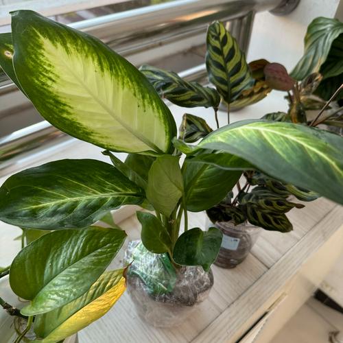 万年青哪个品种最值得养？-图1