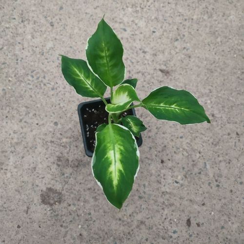 万年青哪个品种最值得养？-图3