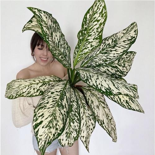 万年青哪个品种最值得养？-图2