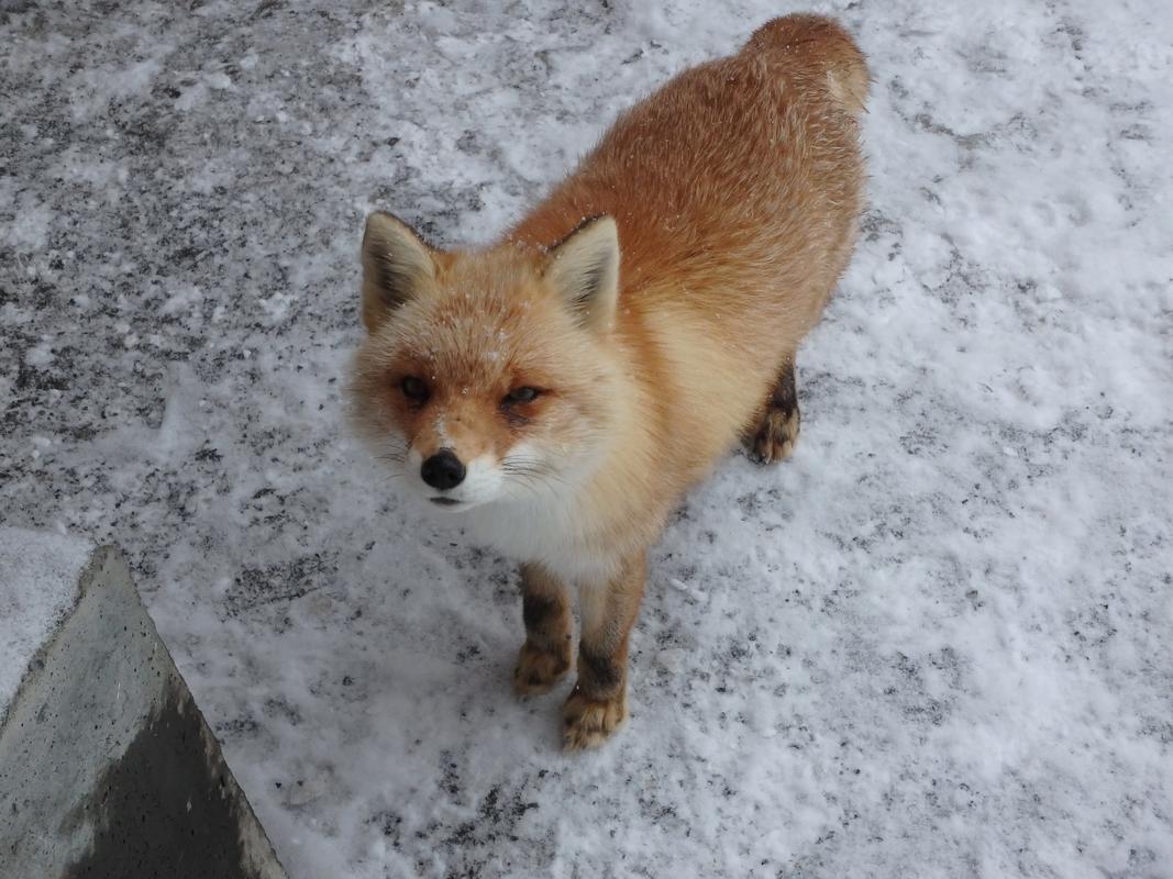 2025年狐狸最新价格是多少?-图1 2025年狐狸最新价格是多少?-图1