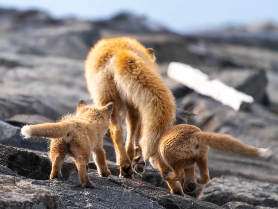 2025年狐狸最新价格是多少?-图3 2025年狐狸最新价格是多少?-图3