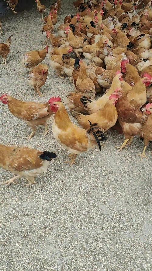 请问哪一种草鸡品种好-图2