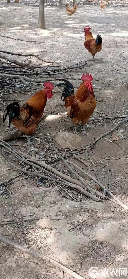 请问哪一种草鸡品种好-图1
