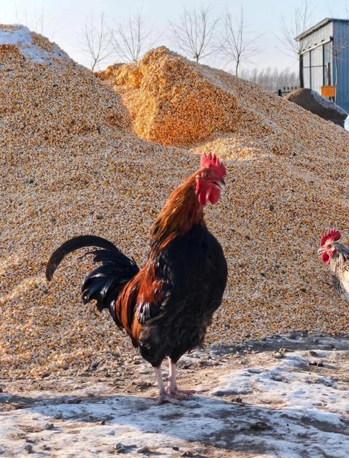 请问哪一种草鸡品种好-图3