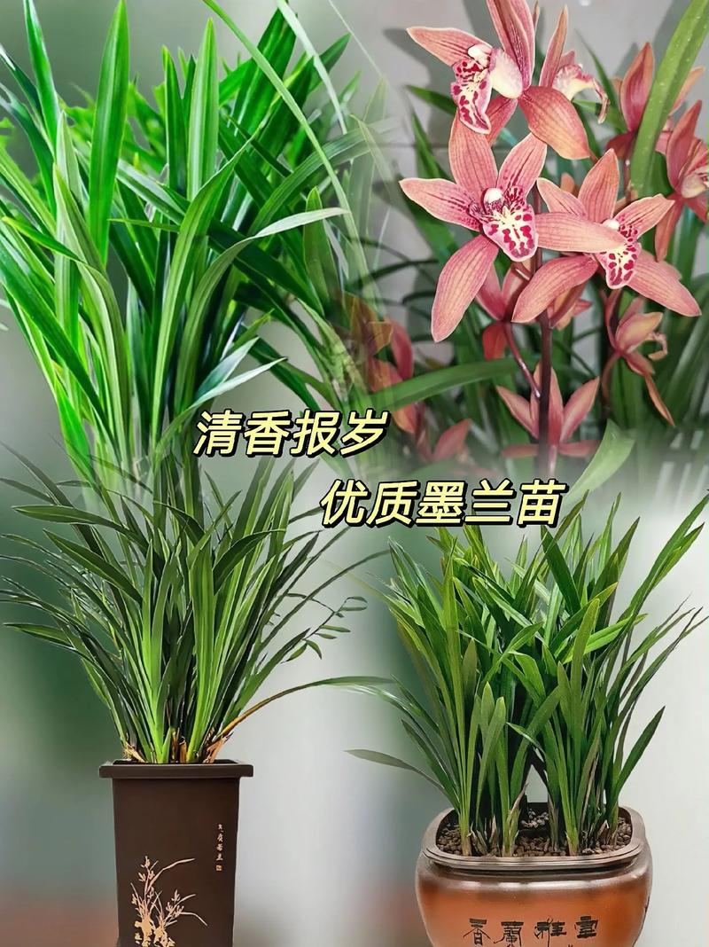 报岁兰具体是哪种兰花品种？-图2