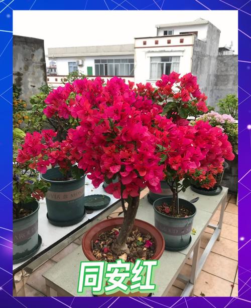 最值得买的三角梅品种是哪几种?-图2 最值得买的三角梅品种是哪几种?-图2