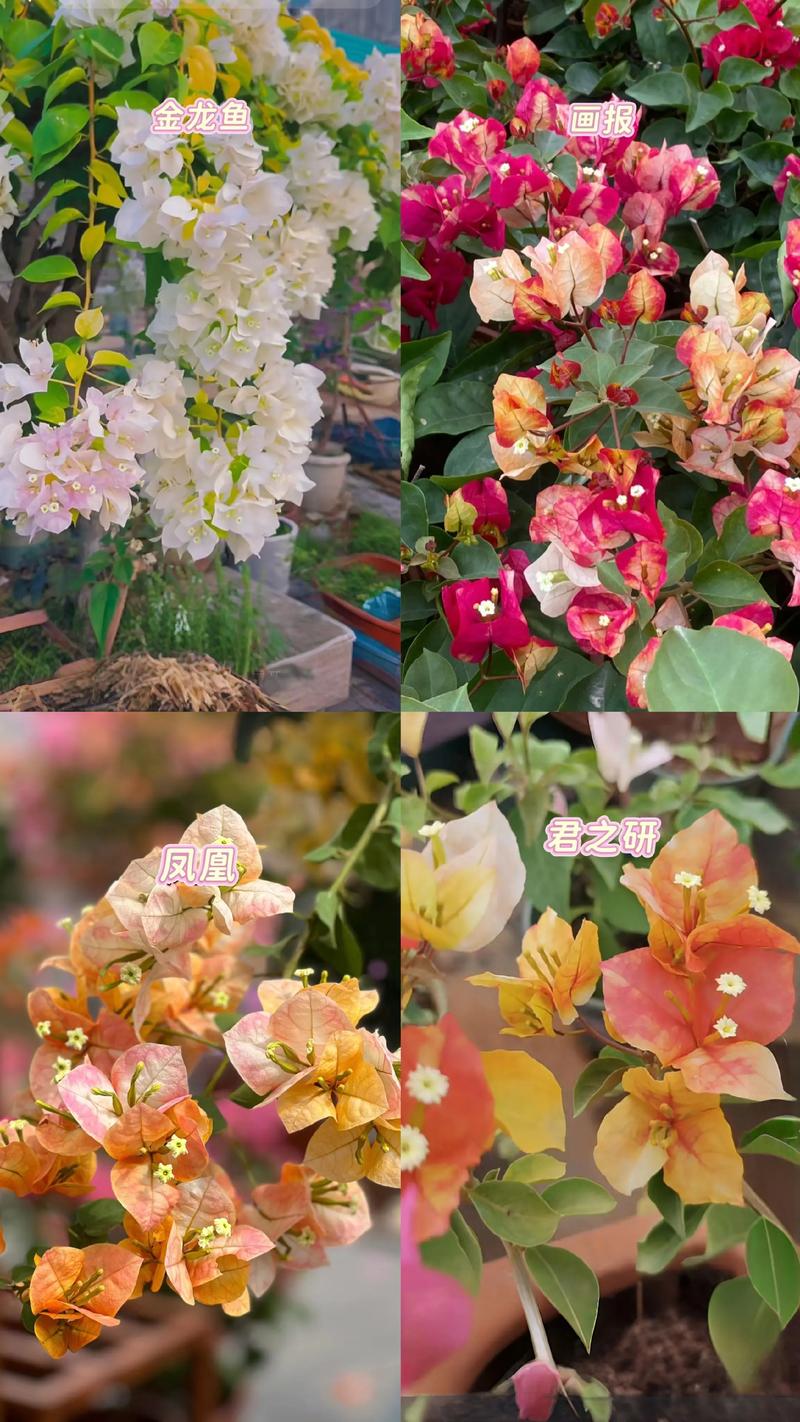 最值得买的三角梅品种是哪几种?-图3 最值得买的三角梅品种是哪几种?-图3