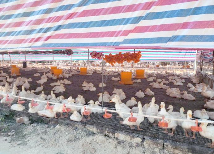 今年大棚肉鸭养殖技术-图1