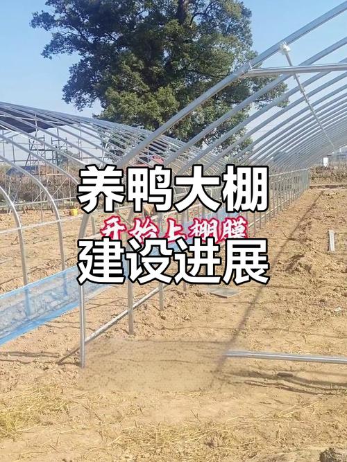 今年大棚肉鸭养殖技术-图2