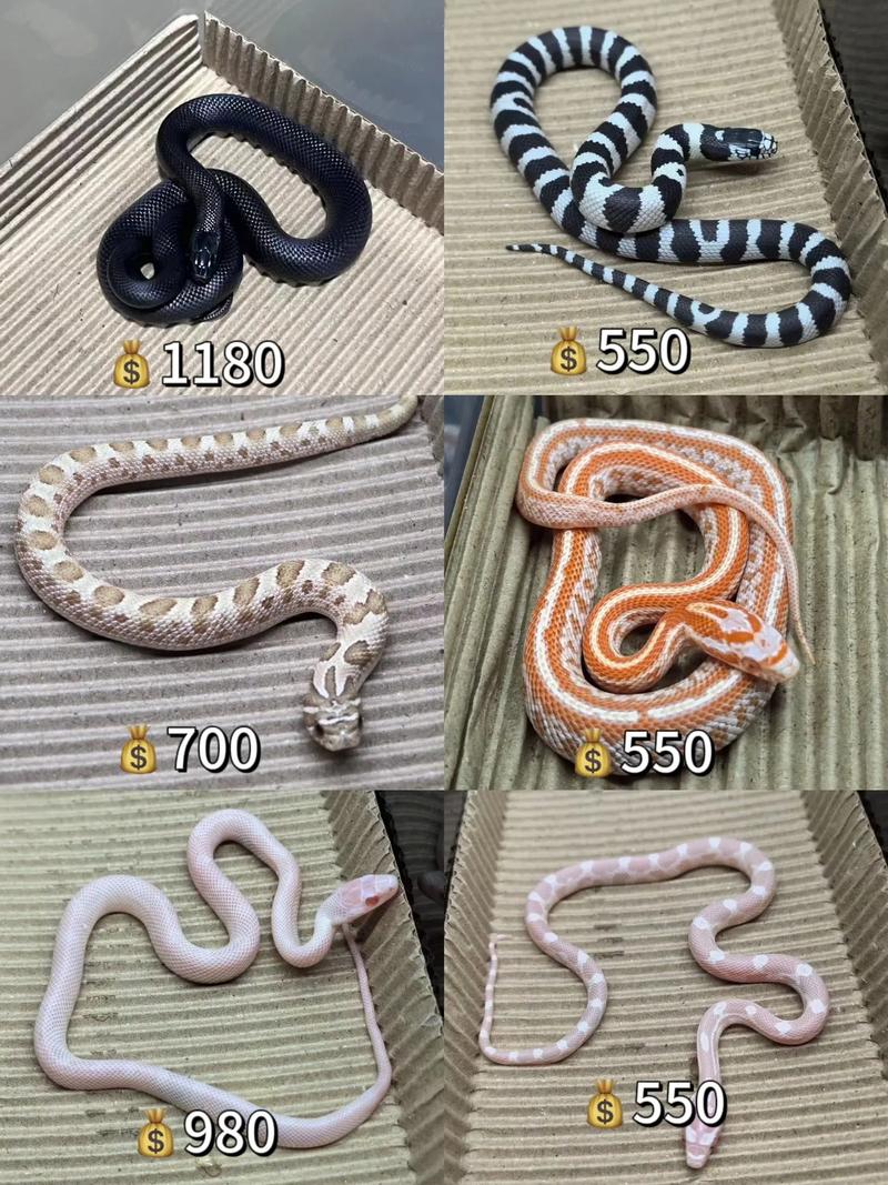 蛇的品种不同价格差异有多大?-图2 蛇的品种不同价格差异有多大?-图2
