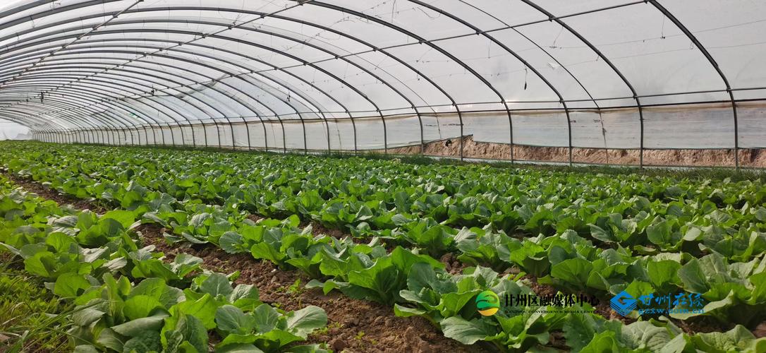 娃娃菜种植视频有哪些关键技术要点?-图3 娃娃菜种植视频有哪些关键技术要点?-图3