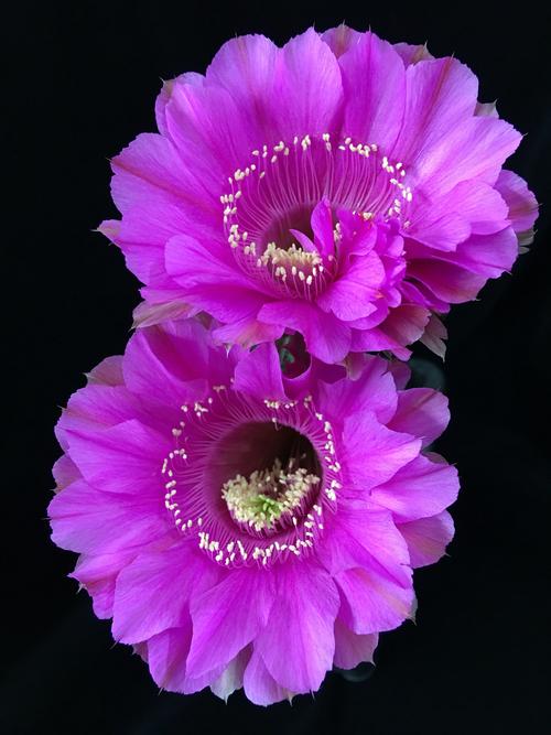 紫花仙人球品种有哪些?-图3 紫花仙人球品种有哪些?-图3