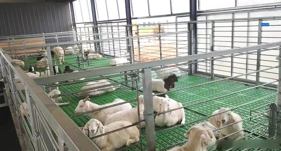 湖羊养殖技术有哪些关键要点？-图2