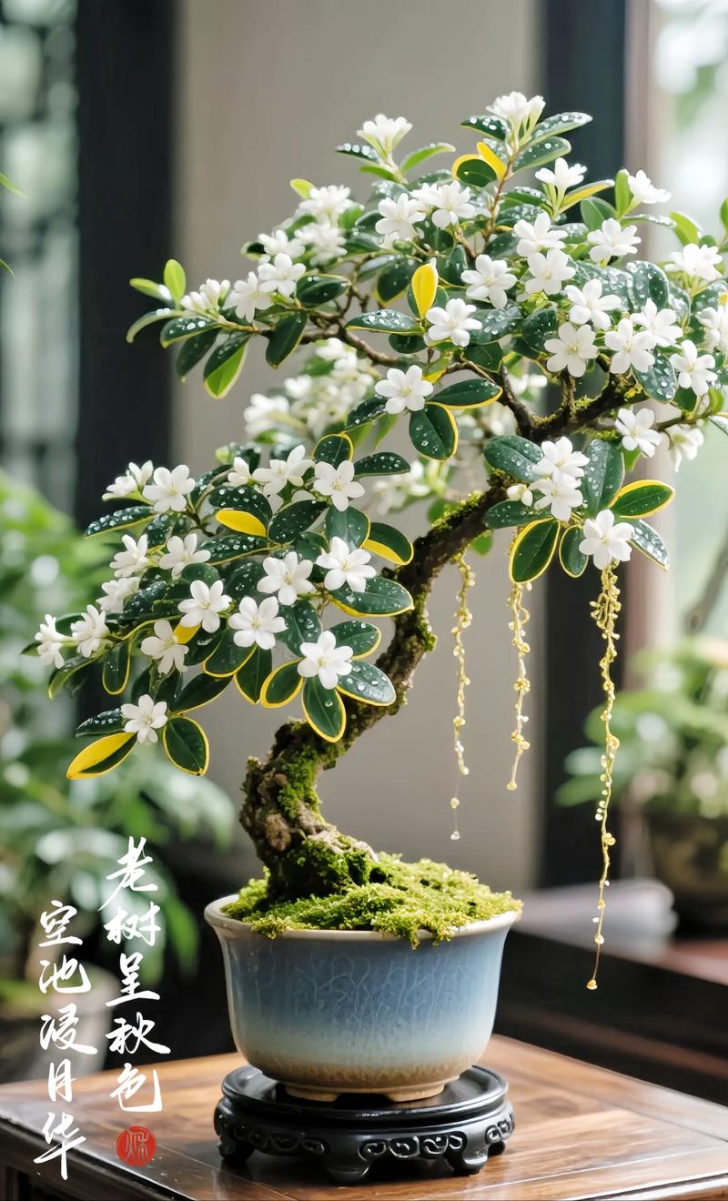 六月雪哪个品种最值得养?-图1 六月雪哪个品种最值得养?-图1