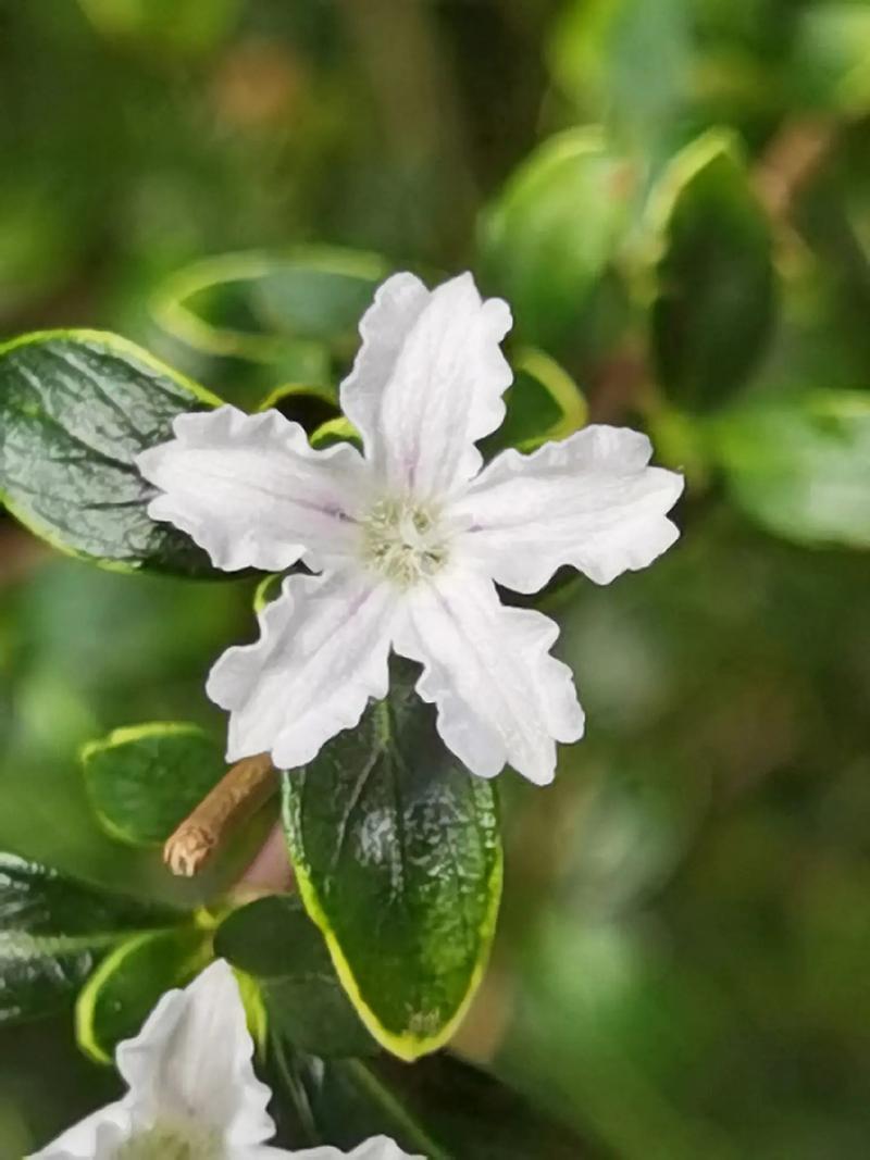 六月雪哪个品种最值得养?-图3 六月雪哪个品种最值得养?-图3