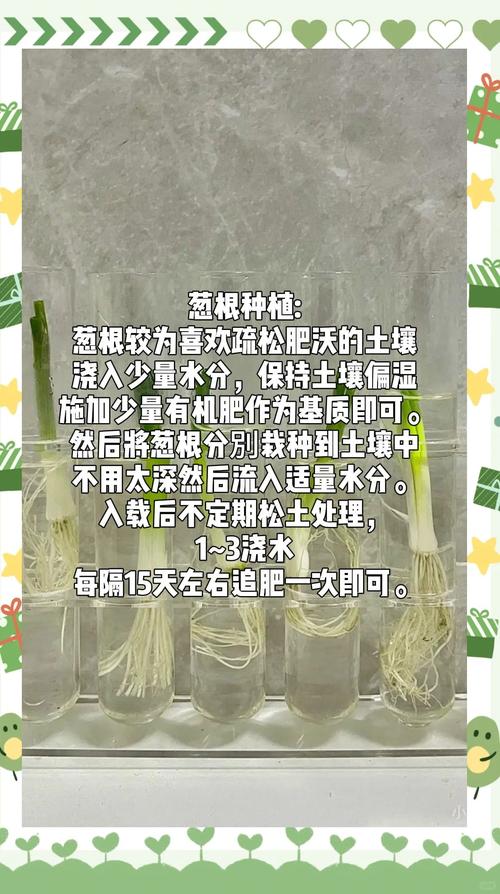 小葱头怎么种？关键技术和步骤有哪些？-图2