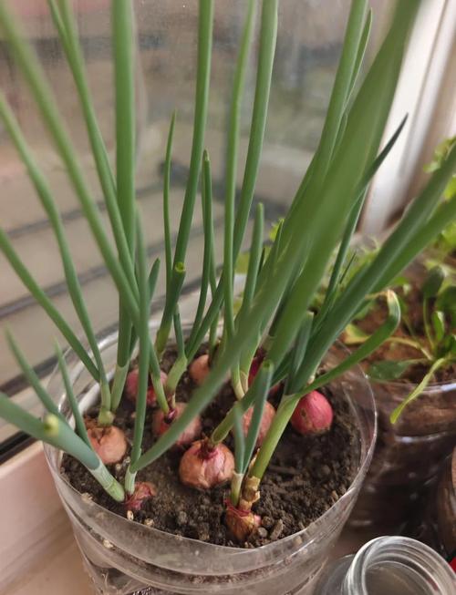 小葱头怎么种？关键技术和步骤有哪些？-图1