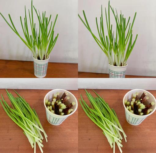 小葱头怎么种？关键技术和步骤有哪些？-图3