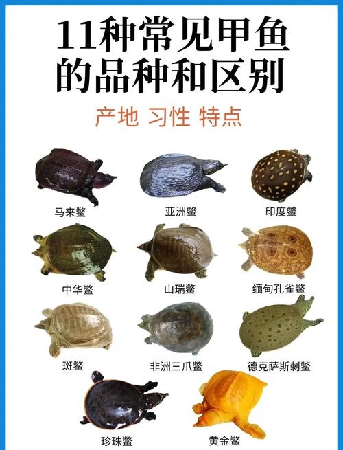 甲鱼养殖方法与技术有哪些关键要点?-图3 甲鱼养殖方法与技术有哪些关键要点?-图3