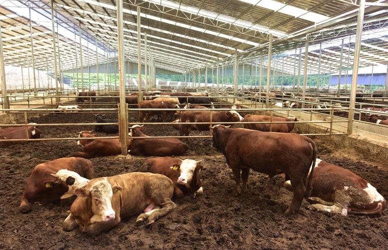 我国肉牛养殖技术水平如何提升？-图3