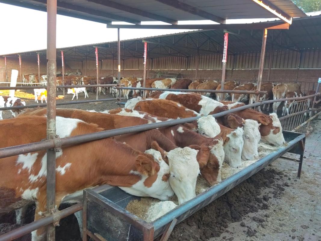 我国肉牛养殖技术水平如何提升？-图1