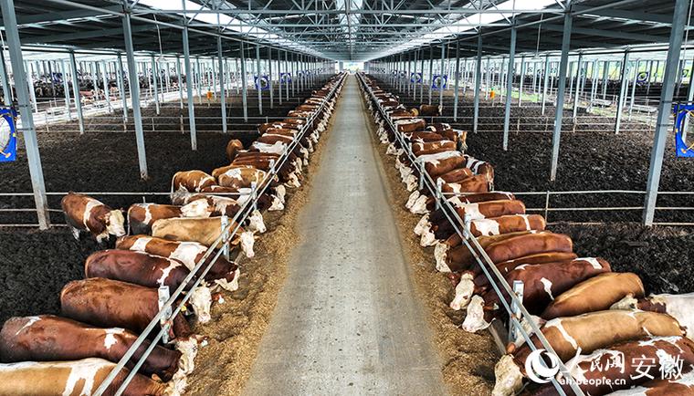 我国肉牛养殖技术水平如何提升？-图2