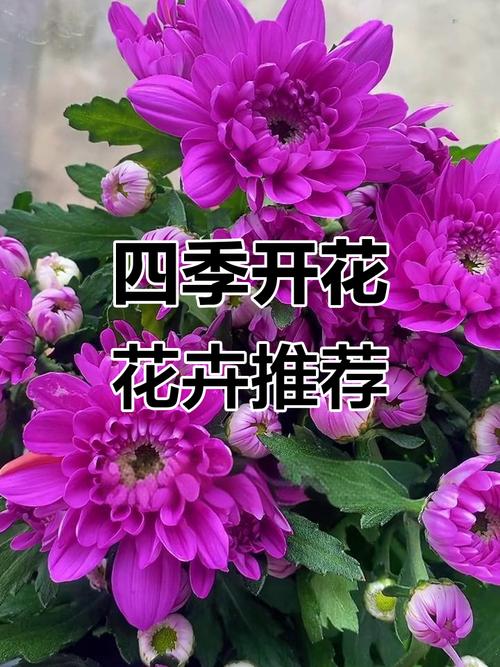 荷兰菊四季都能开花吗?-图1 荷兰菊四季都能开花吗?-图1