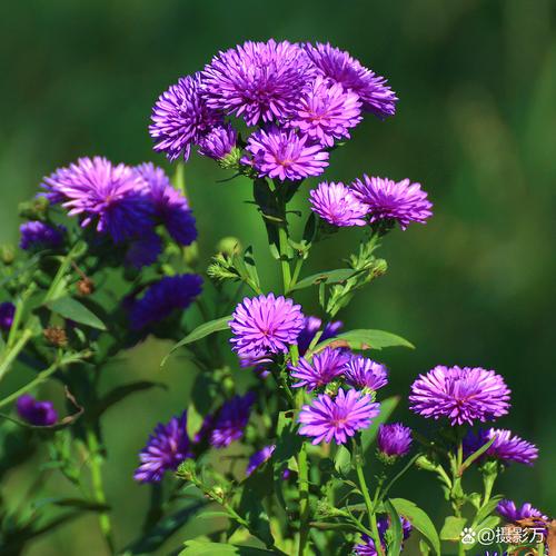 荷兰菊四季都能开花吗?-图2 荷兰菊四季都能开花吗?-图2