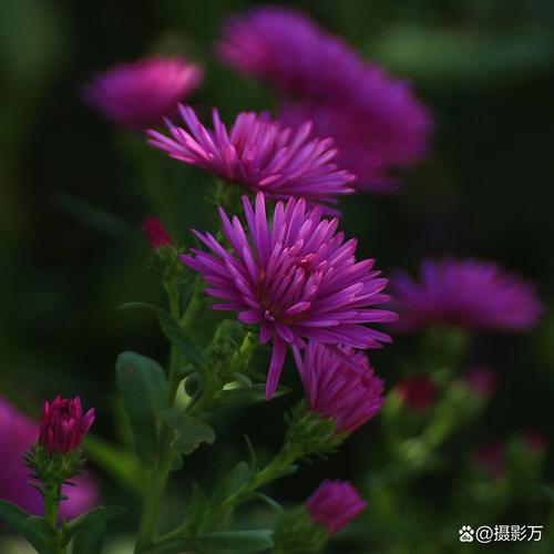 荷兰菊四季都能开花吗?-图3 荷兰菊四季都能开花吗?-图3