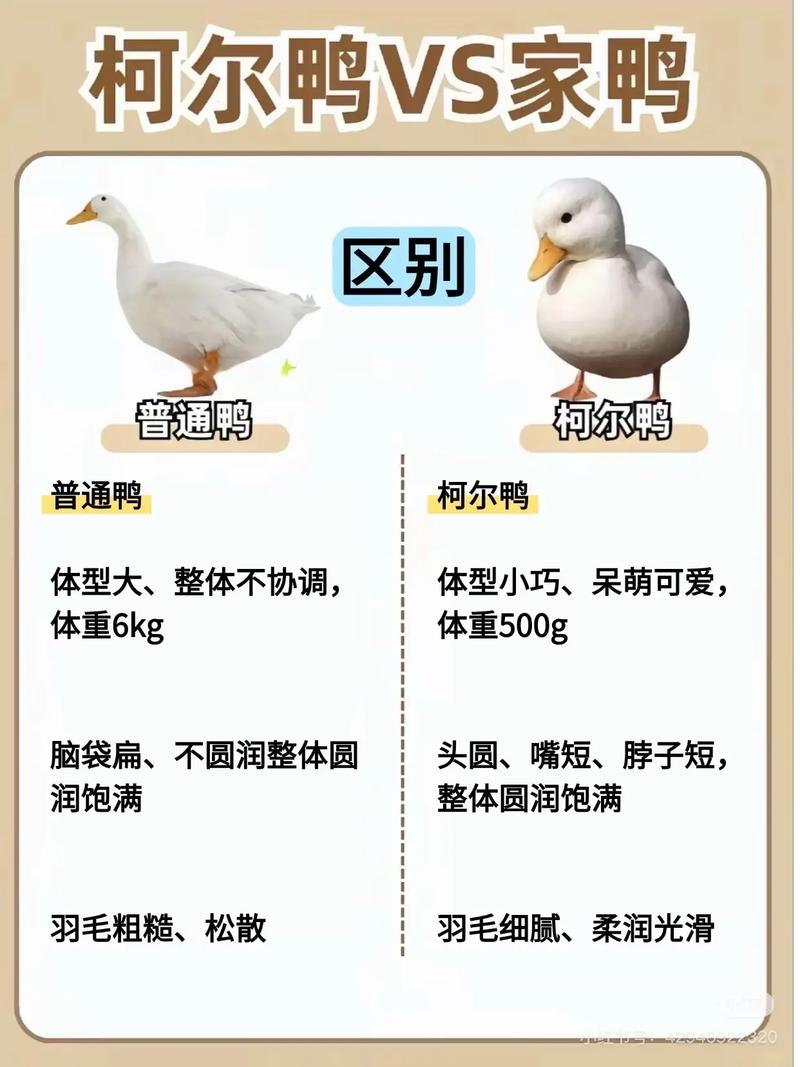 鸭子养殖技术视频教程,新手能学会吗?-图2 鸭子养殖技术视频教程,新手能学会吗?-图2