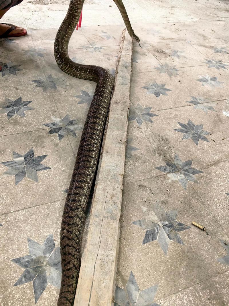 2025广西滑鼠蛇价格多少?-图1 2025广西滑鼠蛇价格多少?-图1