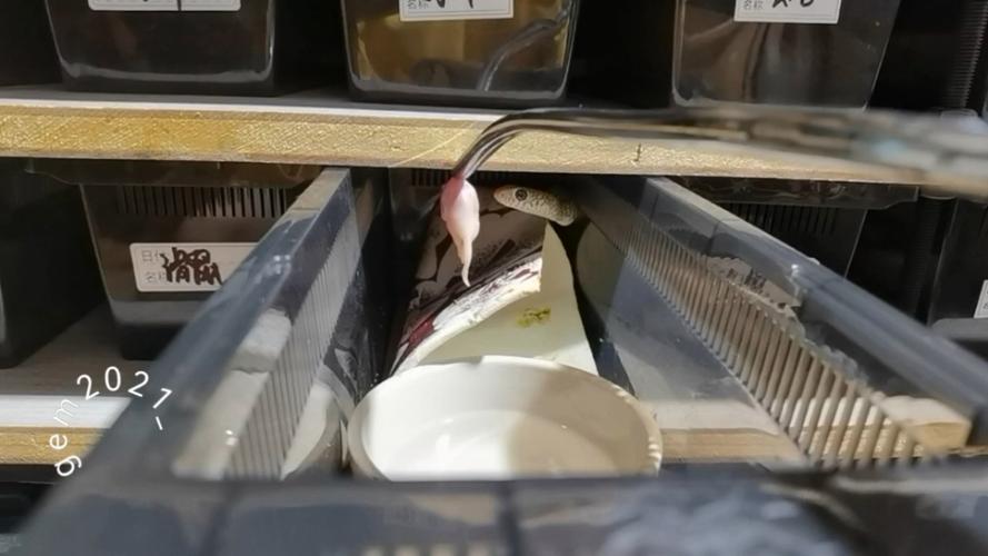 2025广西滑鼠蛇价格多少？-图2