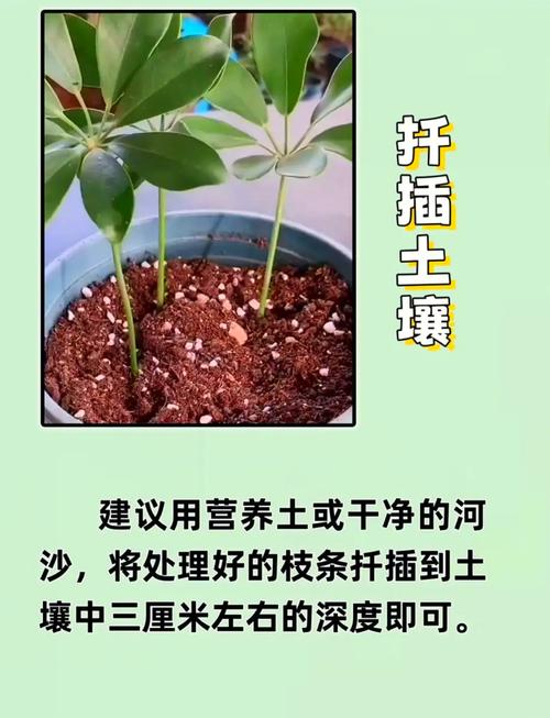 啥树品种扦插成活率高?-图1 啥树品种扦插成活率高?-图1