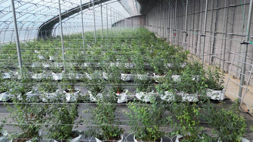 东北大棚蓝莓种植技术有哪些关键要点?-图2 东北大棚蓝莓种植技术有哪些关键要点?-图2