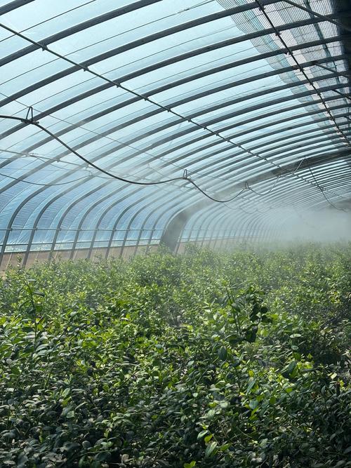 东北大棚蓝莓种植技术有哪些关键要点?-图1 东北大棚蓝莓种植技术有哪些关键要点?-图1