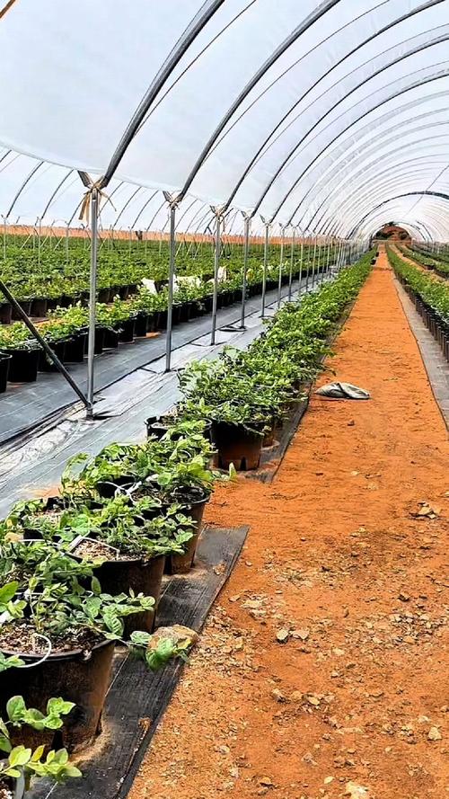 东北大棚蓝莓种植技术有哪些关键要点?-图3 东北大棚蓝莓种植技术有哪些关键要点?-图3