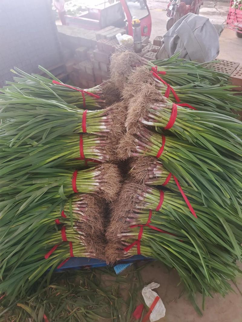 蒜苗品种价格差异大吗?-图1 蒜苗品种价格差异大吗?-图1