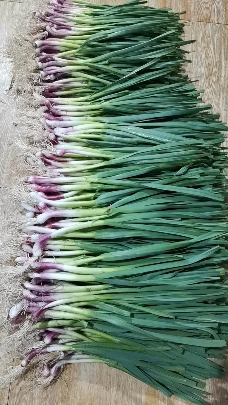 蒜苗品种价格差异大吗?-图2 蒜苗品种价格差异大吗?-图2