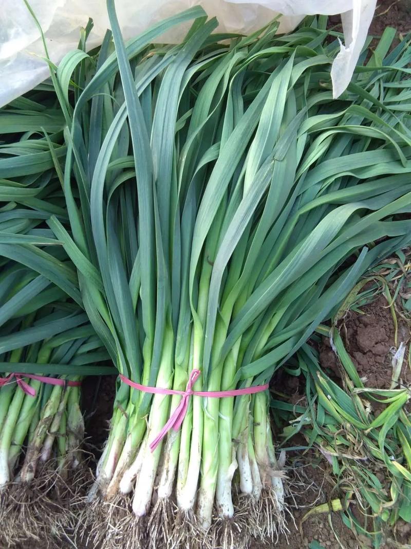 蒜苗品种价格差异大吗?-图3 蒜苗品种价格差异大吗?-图3