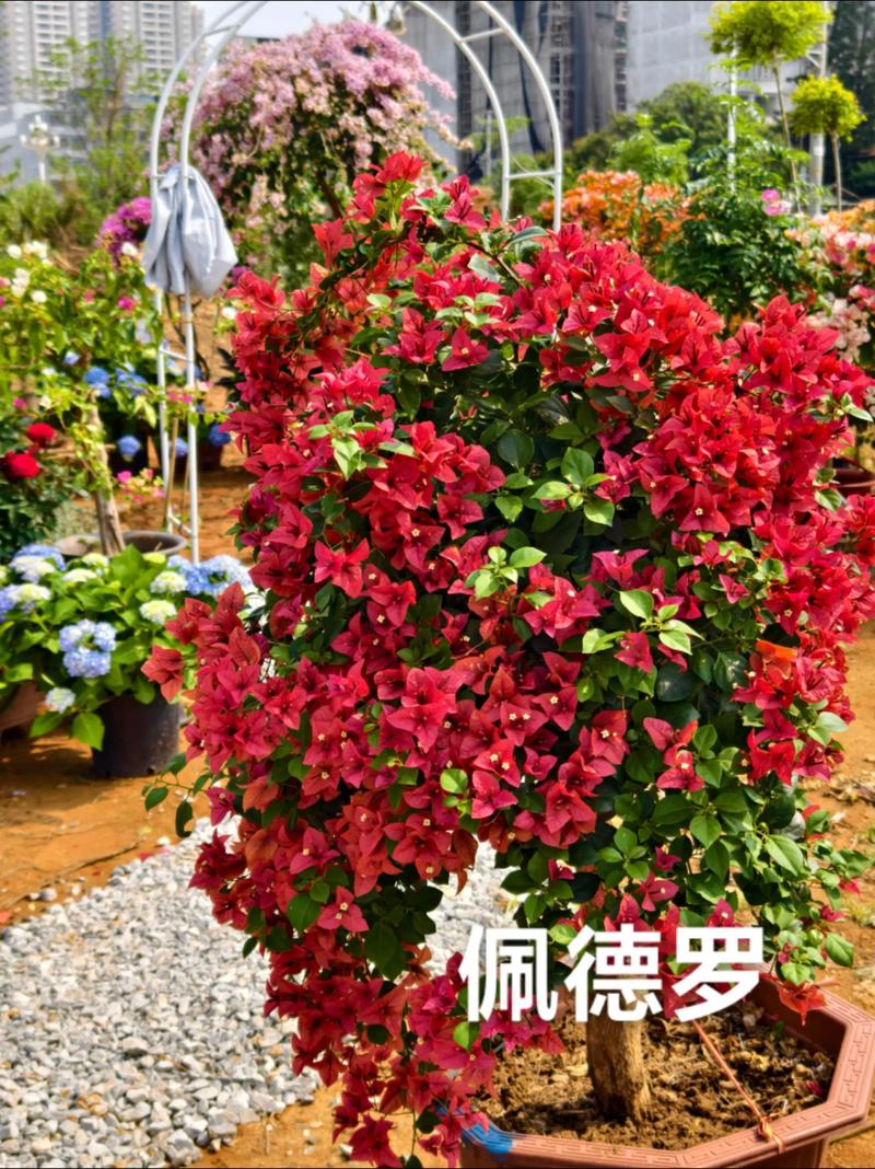 三角梅开花大品种有哪些?-图2 三角梅开花大品种有哪些?-图2