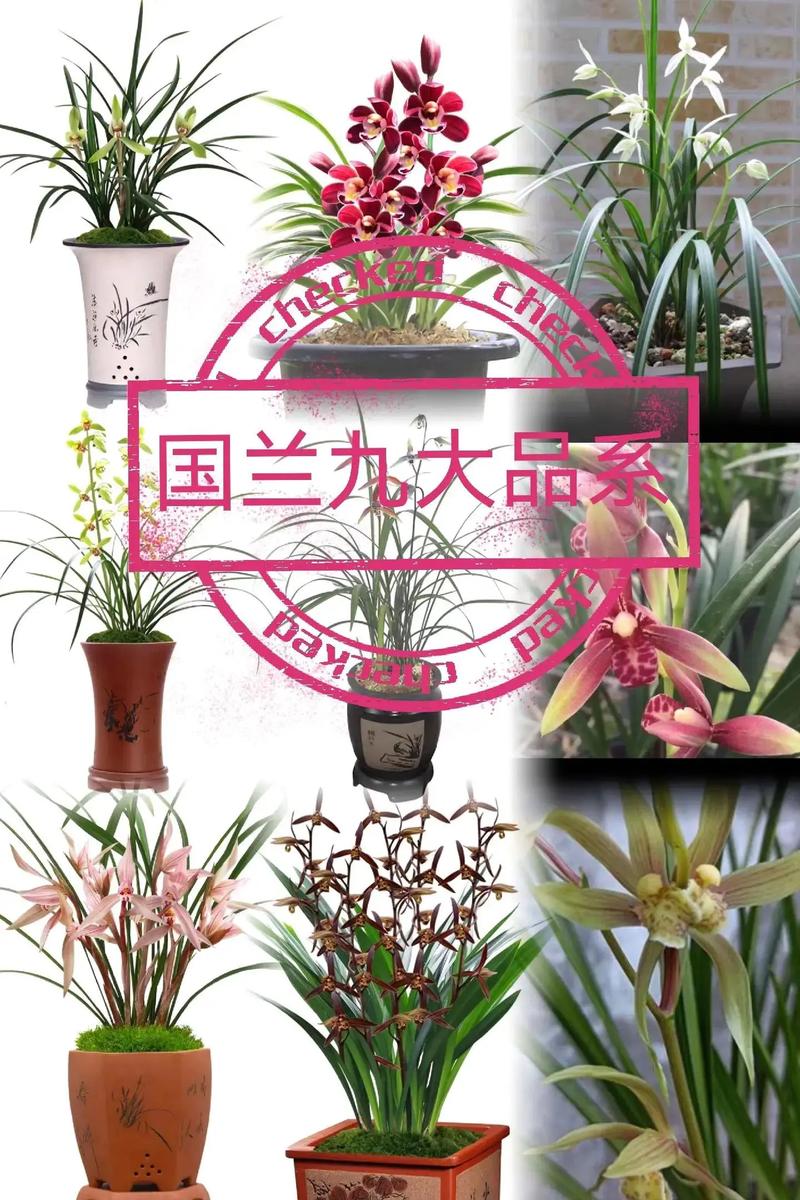 兰花品种众多,哪种才算最好?-图1 兰花品种众多,哪种才算最好?-图1