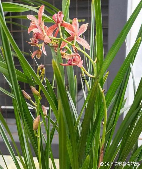兰花品种众多,哪种才算最好?-图3 兰花品种众多,哪种才算最好?-图3
