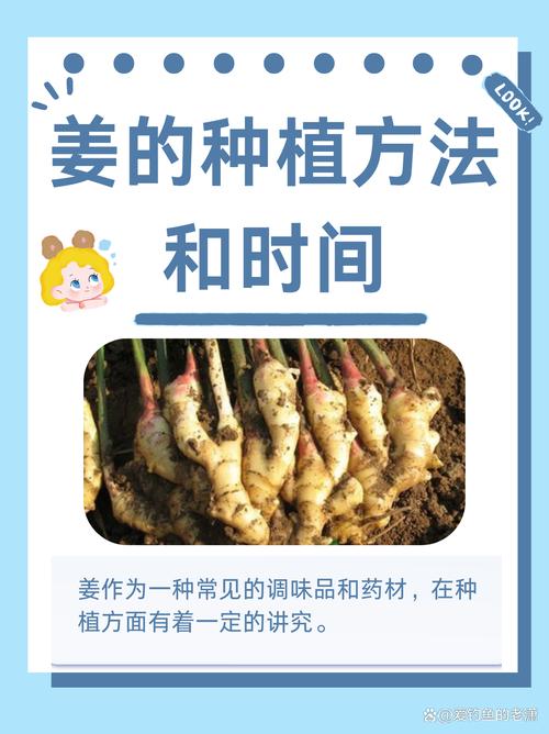 南方生姜种植有哪些关键技术？-图3