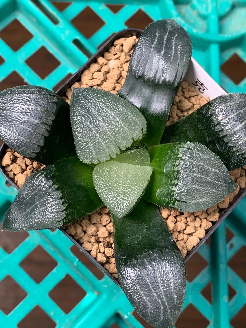 十二卷属多肉有哪些常见品种？-图2