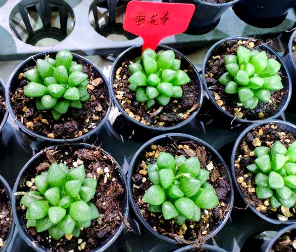 十二卷属多肉有哪些常见品种？-图3