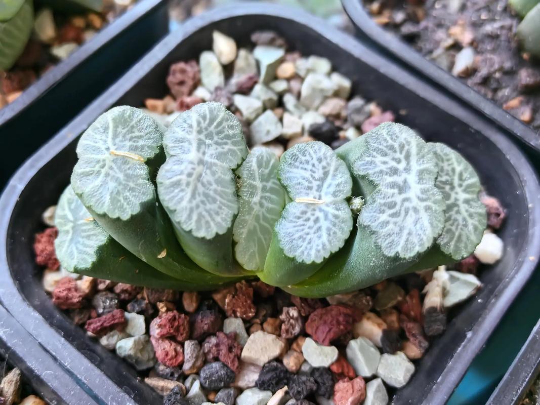 十二卷属多肉有哪些常见品种？-图1