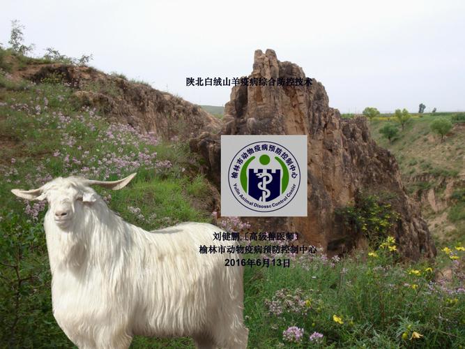 陕北白绒山羊养殖技术有哪些关键要点？-图3