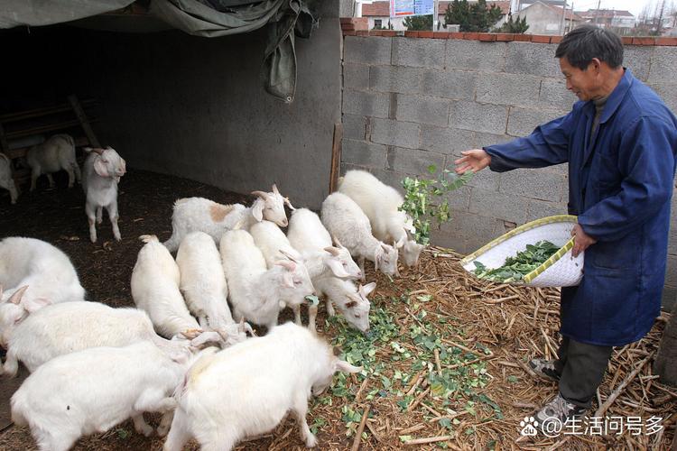 陕北白绒山羊养殖技术有哪些关键要点？-图2